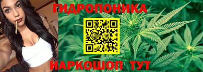 шишки Гай